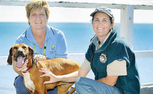 BACK FROM THE BRINK:survive eight months on Woody Island before returning to civilisation and meeting council compliance officer Sally Cripps and Queensland Parks and Wildlife’s Natalie Kastner. BACK FROM THE BRINK:survive eight months on Woody Island before returning to civilisation and meeting council compliance officer Sally Cripps and Queensland Parks and Wildlife’s Natalie Kastner.